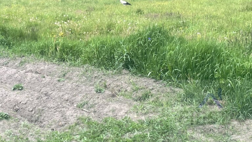 Działka Sprzedaż Maluszyn
